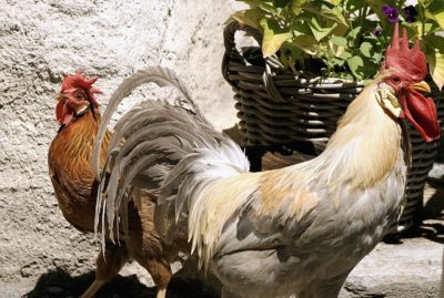 Öko-Huhn, Demeter, Bioland, ökologische Tierzucht, Zweinutzungshuhn, Eier, Henne, Hahn, tiergerecht, OTZ, ökologische Tierzucht gGmbH, Öko-Verband, Gumpen, Gerd Arras, Geflügelzüchtung