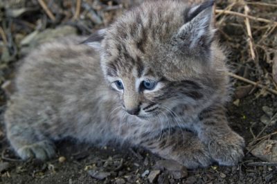 Kastrationspflicht, Odenwaldkreis, Katzen, Sterilisation, Vermehrung, TINO, Tierheim, Würzberg, A. R. Stiftung, Anne Röth, Heidelberg, Bergstraße, Reichelsheim, Beerfelden, Bürgermeister