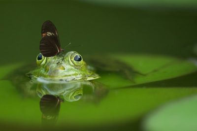 Naturschutz, Biodiversität, Reptilien, Schmetterlinge, Zauneidechse, Fledermaus, Fischotter, FFH, Fauna, Flora, Habitat, Umwelt, Kröten, NABU, BUND