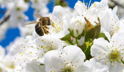 Landwirtschaft, Imker, Bienen, Honig, Leberkraut, Lungenkraut, Bienenhotel, Acker, 