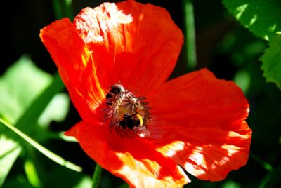 Biodiversität, Umweltschutz, Insekten, Globale Erwärmung, Wasser, Naturschutz, Ökologie