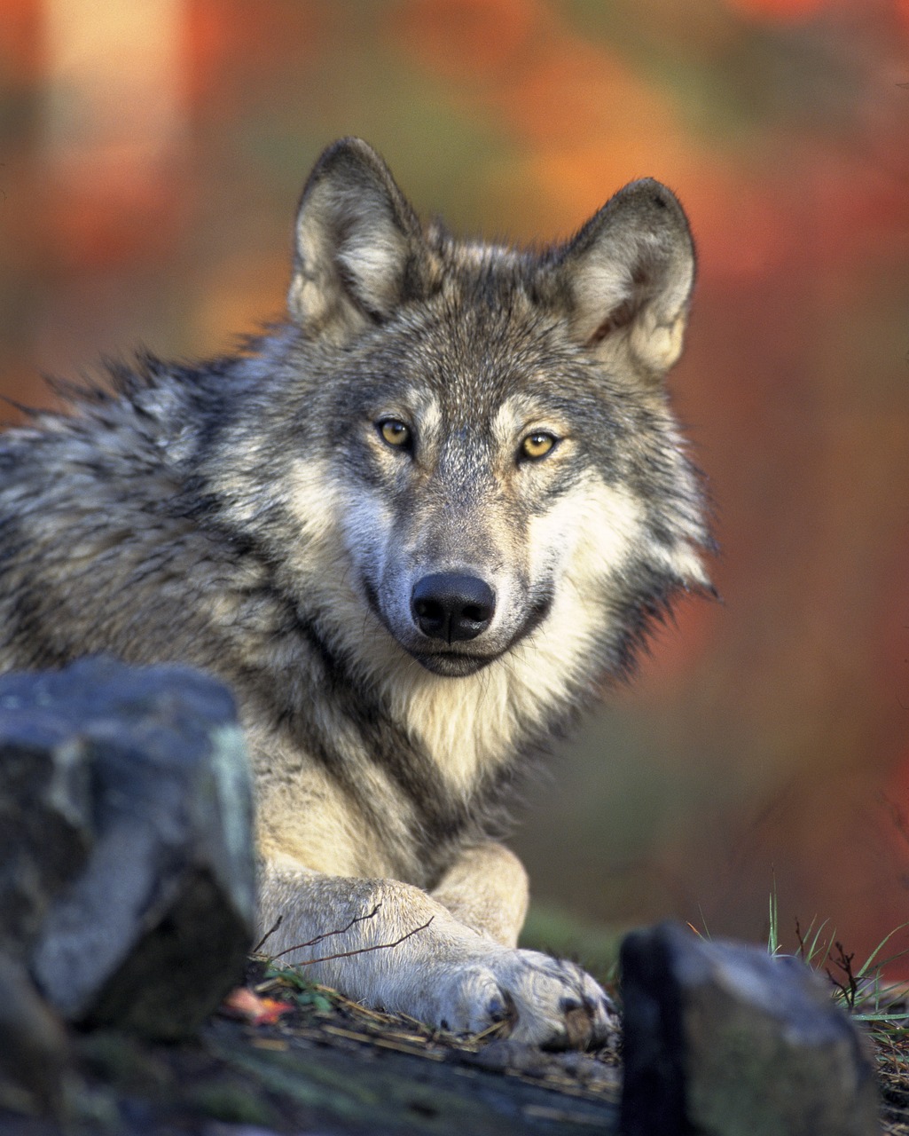 GRÜNE im Kreistag stimmen gegen Antrag der Regierungsfraktionen „Statt Wolf willkommen- Wolf regulieren“.