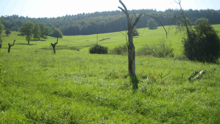Naturschutzzentrum Odenwald (Hrsg.): Projekt ‚Wiesen östlich von Michelstadt‘ vorgestellt.